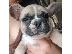 PoulaTo: French bulldog